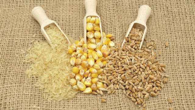 posibilidad Descartar sanar Trigo, arroz y maíz componen el 60% de la dieta de la humanidad -